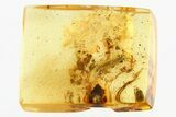 Detailed Fossil Millipede (Diplopoda) in Baltic Amber #307216-1